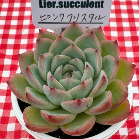 多肉植物  リエール苗  ピンククリスタル
