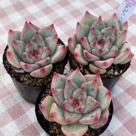 ティファニーブルー | STORES