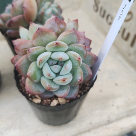 多肉植物　韓国苗　エケベリア　プラダ