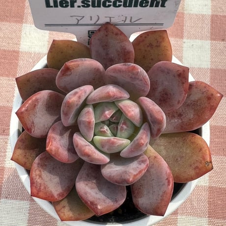 多肉植物　リエール苗　アリエル