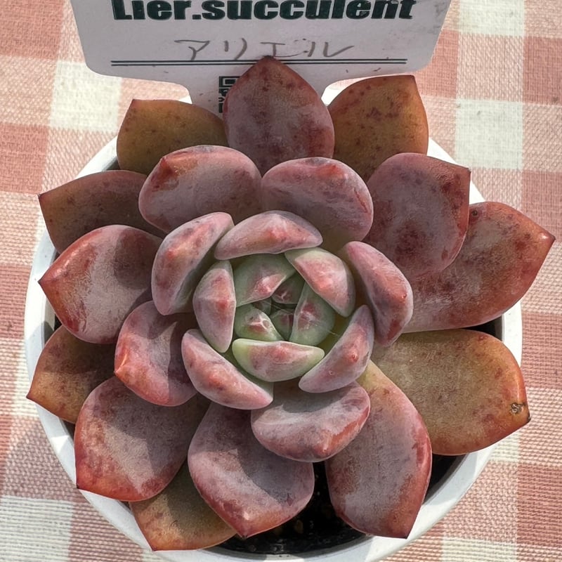 多肉植物 リエール苗 アリエル | BooTA29♡Succulent