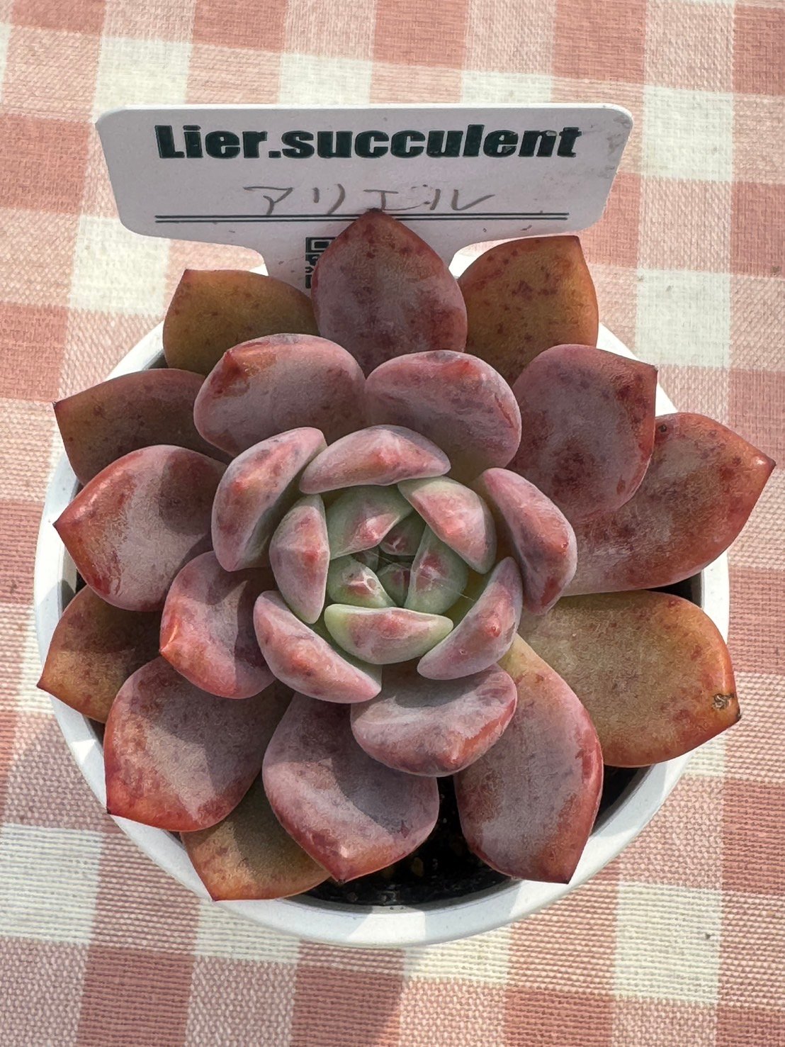 多肉植物 リエール苗 アリエル | BooTA29♡Succulent