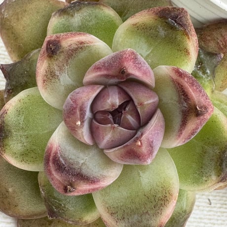 多肉植物　リエール苗　ホワイトソウル