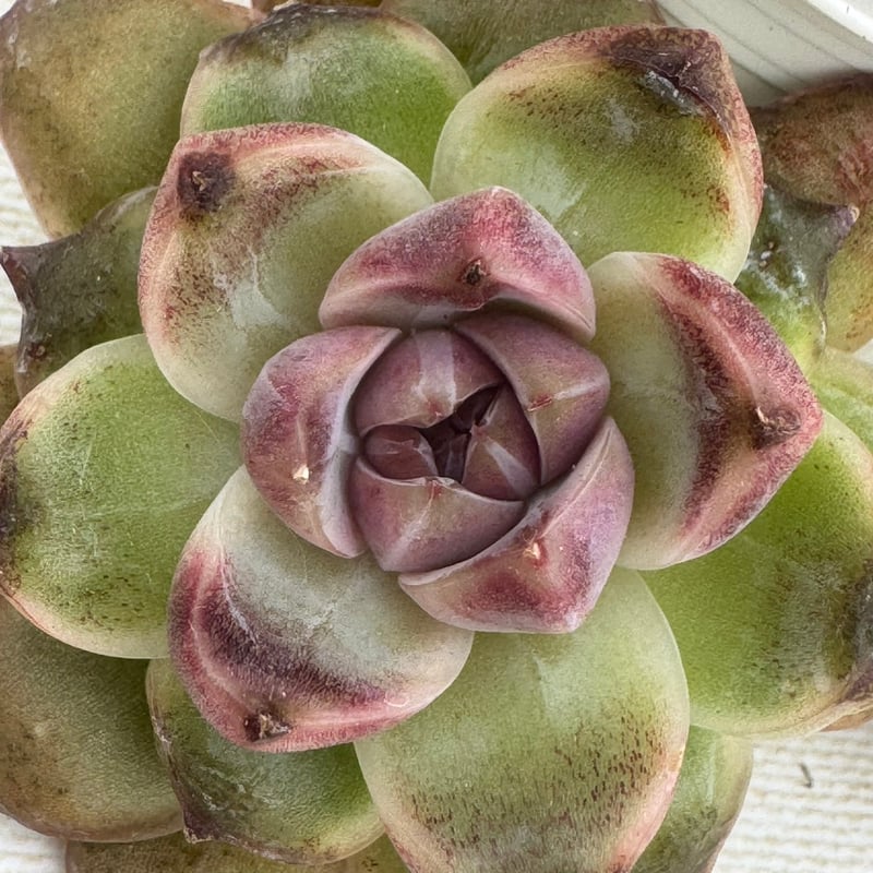 アマビレ 韓国苗 Lier苗 多肉植物 リエール エケベリア アマビレ 韓国