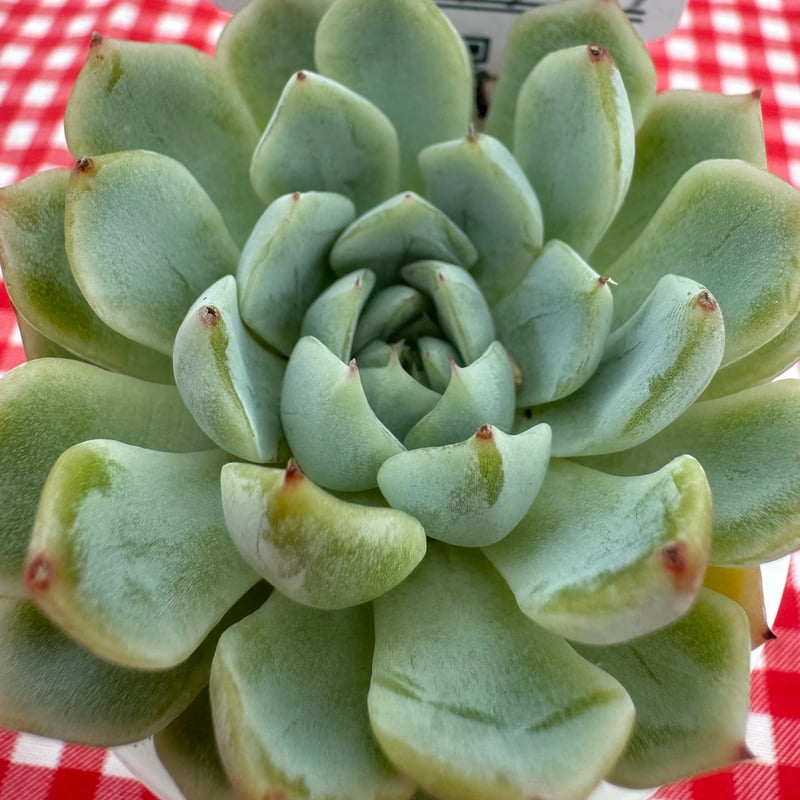 多肉植物 リエール苗 ホワイトザラゴーサ | BooTA29♡Succulent