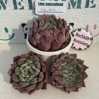 多肉植物　リエール苗　ジャッカル