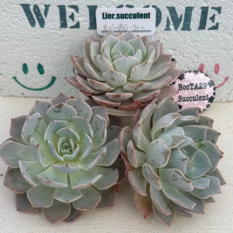 多肉植物 リエール苗 モーニングビューティー | BooTA29♡Succulent