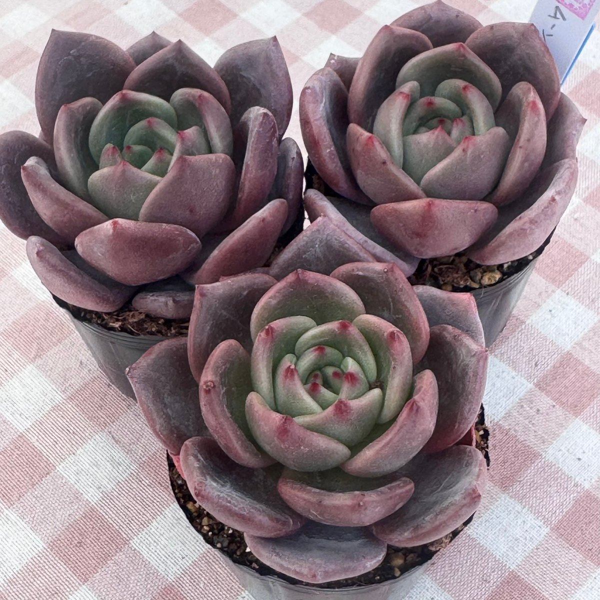 多肉植物 韓国苗 エケベリア ムーンエリア | BooTA29♡Succulent