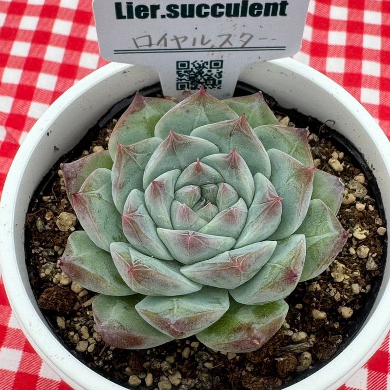 売却済み 多肉植物 リエール苗 サンダーローズ 【公式通販】