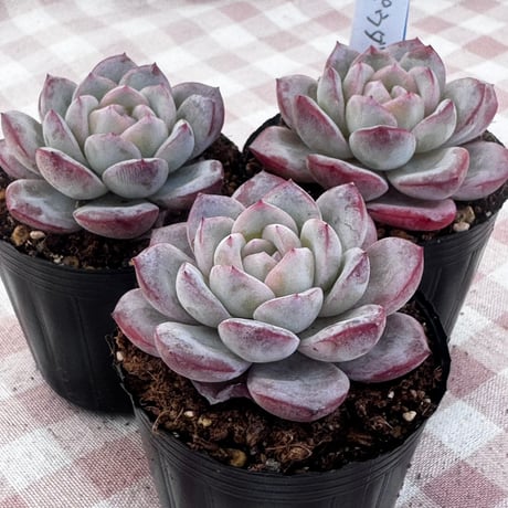 CATEGORY 多肉植物 | BooTA29♡Succulent