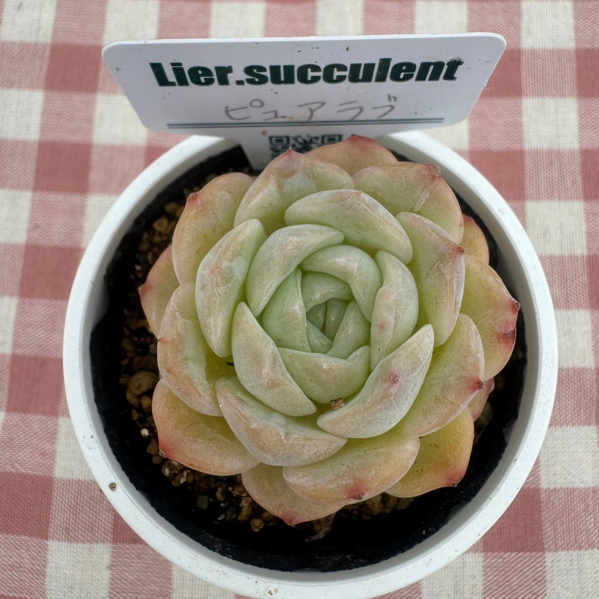 多肉植物 リエール苗 ピュアラブ | BooTA29♡Succulent