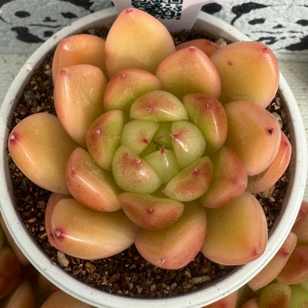 多肉植物 リエール苗 千代田松×ブラッディマリア | BooTA29♡Succulent