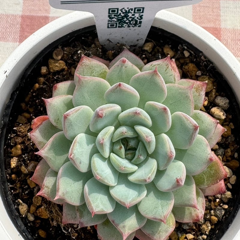 多肉植物 リエール苗 ライト | BooTA29♡Succulent