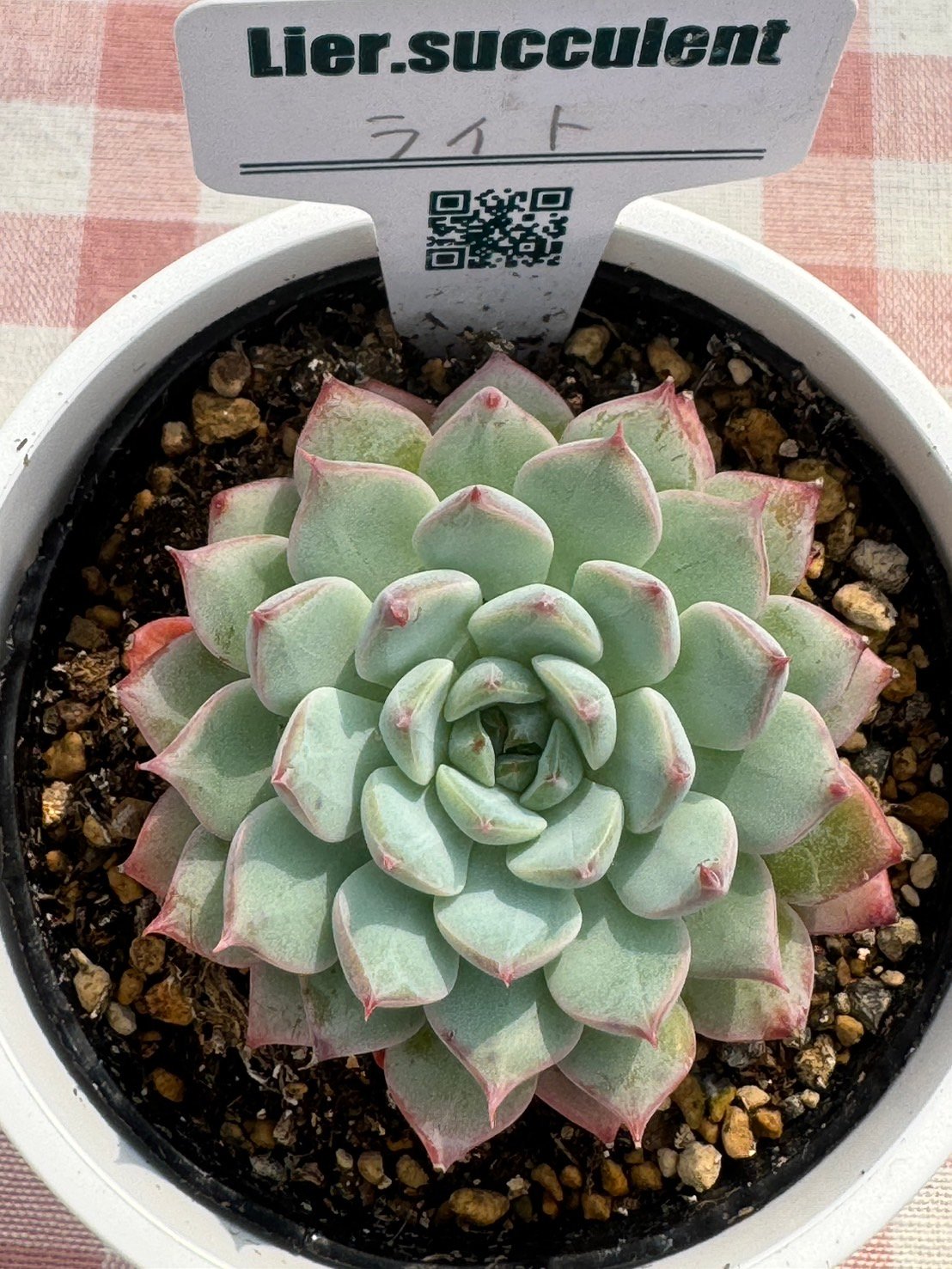 多肉植物 リエール苗 ライト | BooTA29♡Succulent 多肉植物 リエール苗 ライト | BooTA29♡Succulent