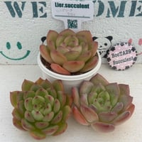 多肉植物　リエール苗　ルンデリー×ラウイ