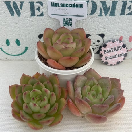 多肉植物　リエール苗　ルンデリー×ラウイ