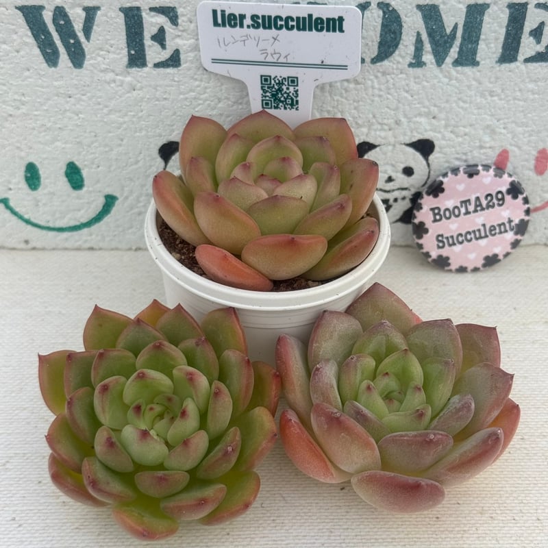 多肉植物 リエール苗 ルンデリー×ラウイ | BooTA29♡Succulent