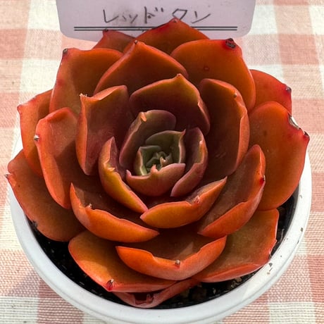 多肉植物  リエール苗  レッドタン