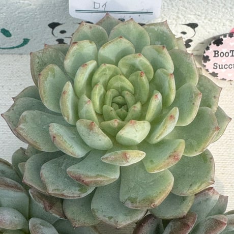 多肉植物　リエール苗　ロイ