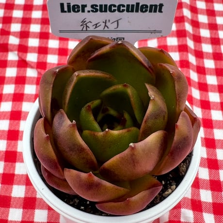 多肉植物  リエール苗  紅灯
