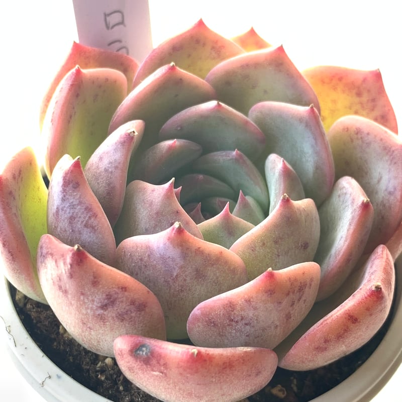 多肉植物❤レア❤ハッピー❤抜き苗