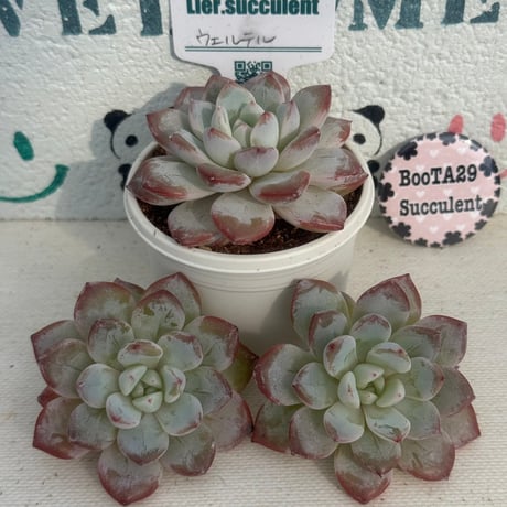 多肉植物  リエール苗  ウエルテル