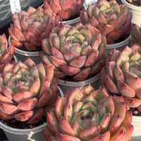 多肉植物 韓国苗 抜き苗 シックモンロー | BooTA29♡Succulent