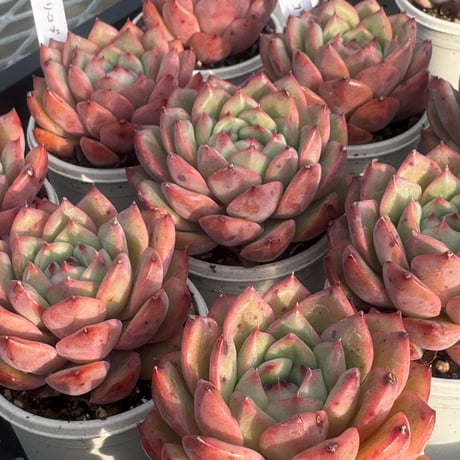 多肉植物　韓国苗　エケベリア　アグリーコブ