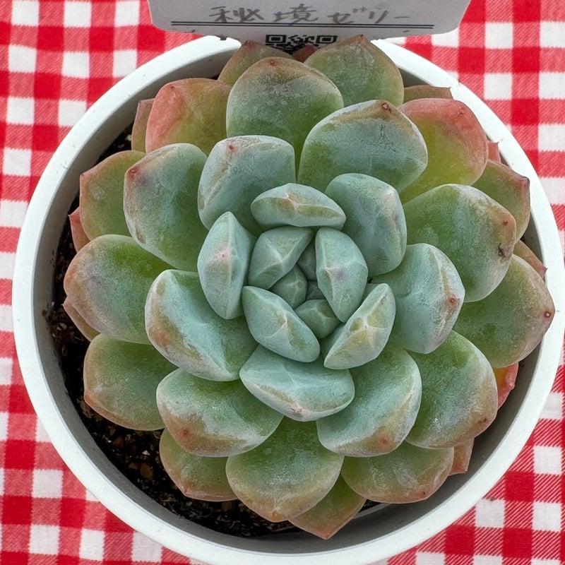 多肉植物 リエール苗 秘境ゼリー | BooTA29♡Succulent