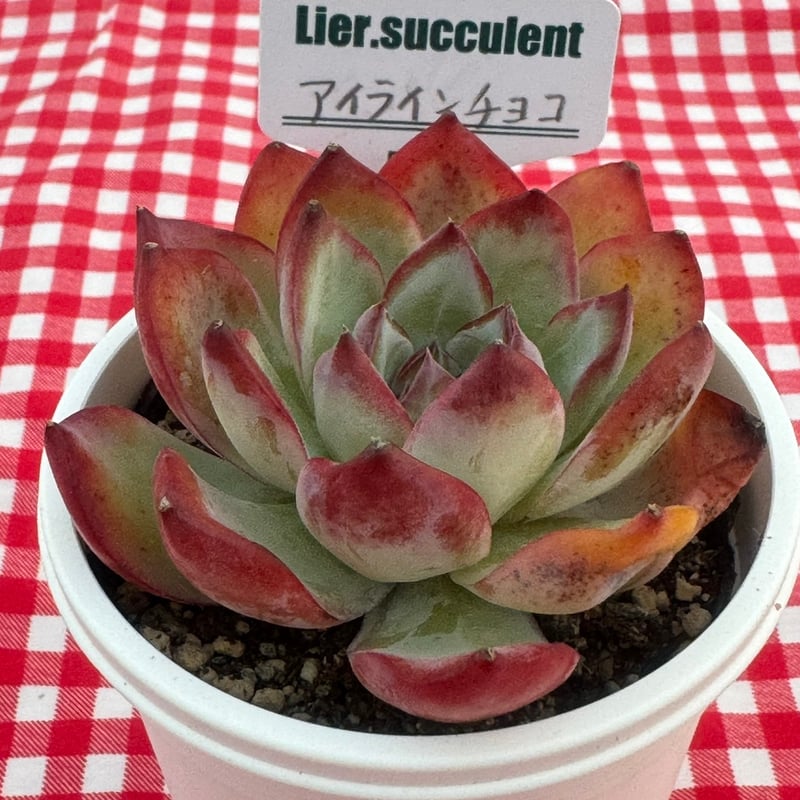 多肉植物 リエール苗 アイラインチョコ | BooTA29♡Succulent
