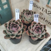 多肉植物　韓国苗　エケベリア　ペルディウム