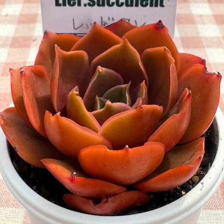 多肉植物  リエール苗  レッドタン