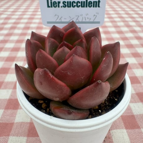 多肉植物  リエール苗  クィーンズバッグ