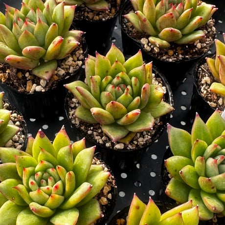 多肉植物　韓国苗　エケベリア　レイラジェニー
