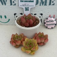 多肉植物 リエール苗 ブラックアイズ | BooTA29♡Succulent