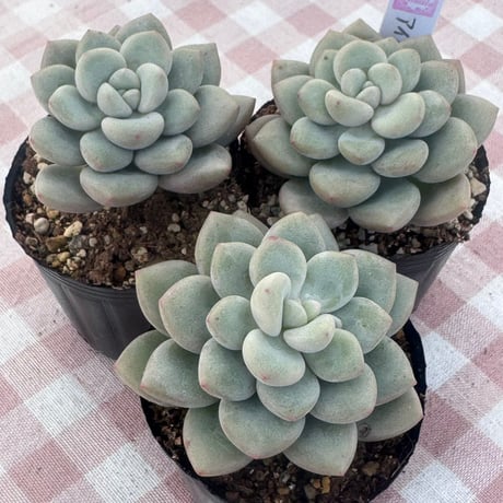 多肉植物　韓国苗　エケベリア　アイスクリーム