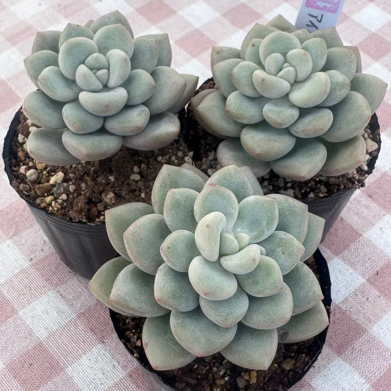 多肉植物 韓国苗 エケベリア アイスクリーム | BooTA29♡Succulent