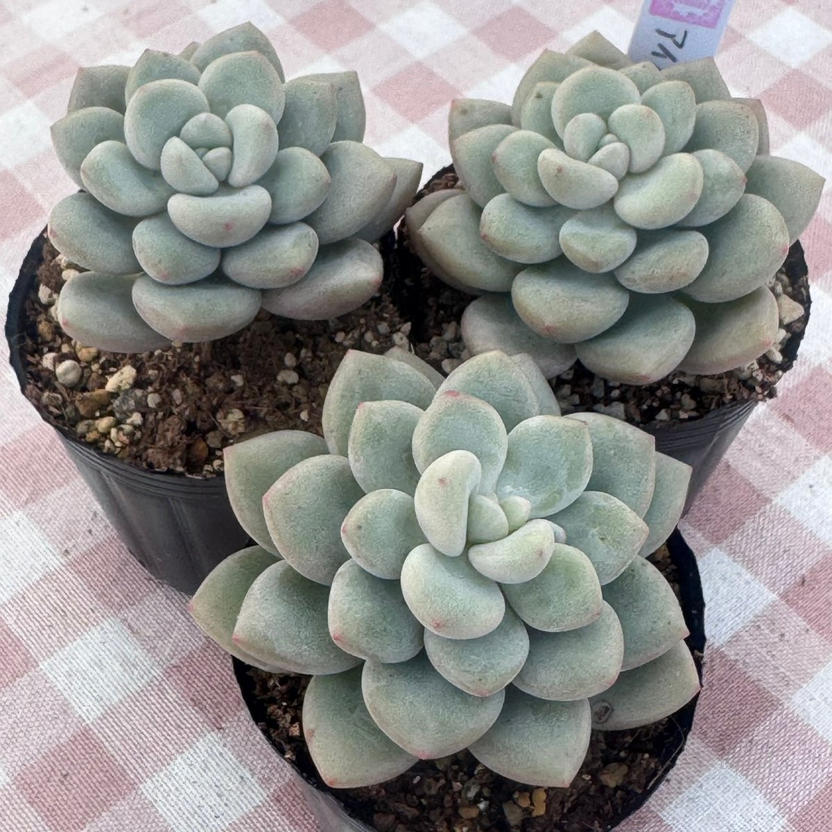 多肉植物 韓国苗 エケベリア アイスクリーム | BooTA29♡Succulent