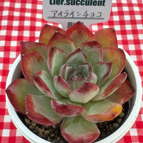 多肉植物  リエール苗  アイラインチョコ