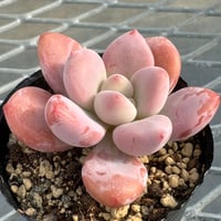 多肉植物　韓国苗　抜き苗　オパリナ
