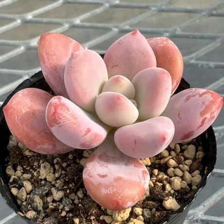 多肉植物　韓国苗　抜き苗　オパリナ