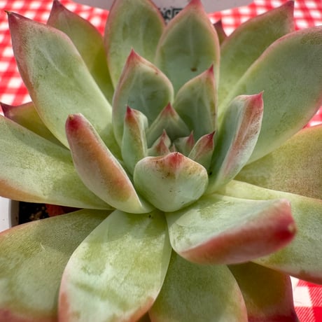 多肉植物　リエール苗　ラタム
