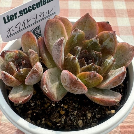多肉植物  リエール苗  ホワイトソウル