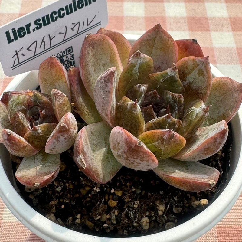 アマビレ 韓国苗 Lier苗 多肉植物 リエール エケベリア 多肉植物 リエール苗 ホワイトソウル | BooTA29♡Succulent