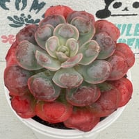多肉植物　韓国苗　レインドロップ