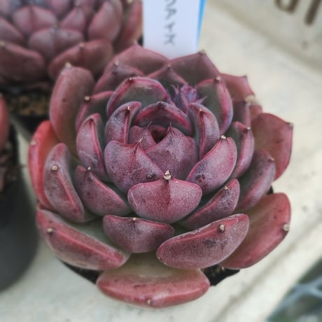 多肉植物　韓国苗　エケベリア　ブラックアイズ