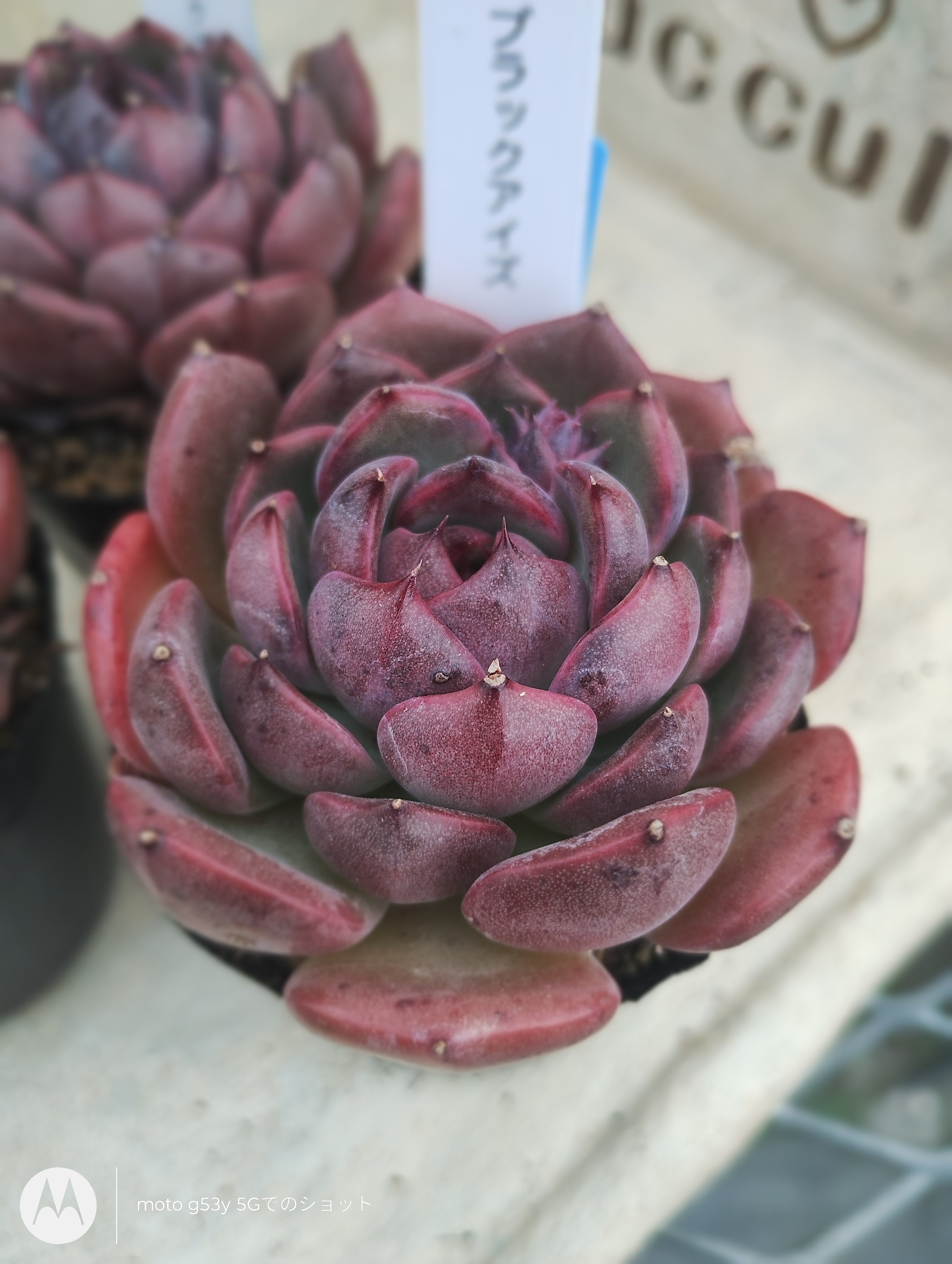 多肉植物 韓国苗 エケベリア ブラックアイズ | BooTA29♡Succulent