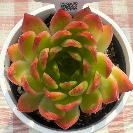 多肉植物  リエール苗  アンジェラ