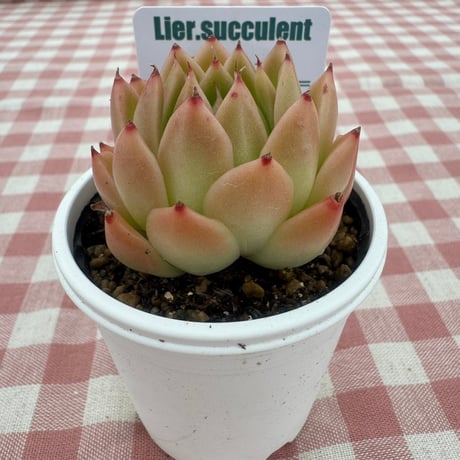 多肉植物  リエール苗   スパイシー