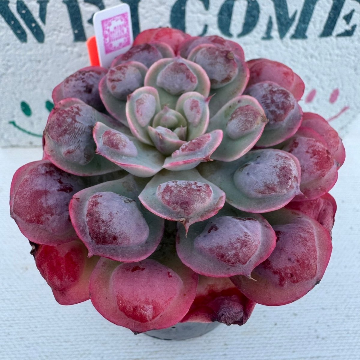 多肉植物 韓国苗 レインドロップ | BooTA29♡Succulent